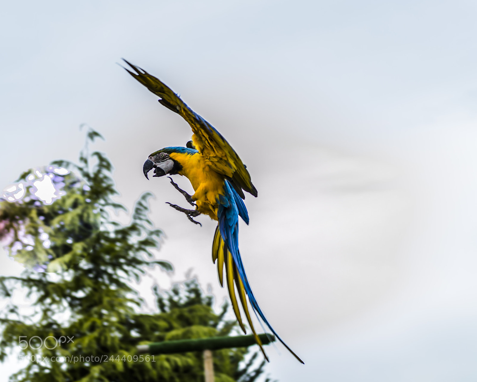 Nikon D3200 sample photo. Fotografia de animales photography
