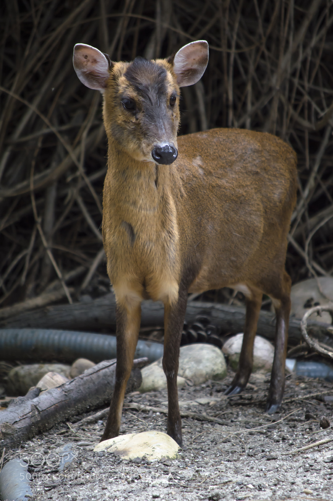 Nikon D3200 sample photo. Fotografia de animales photography