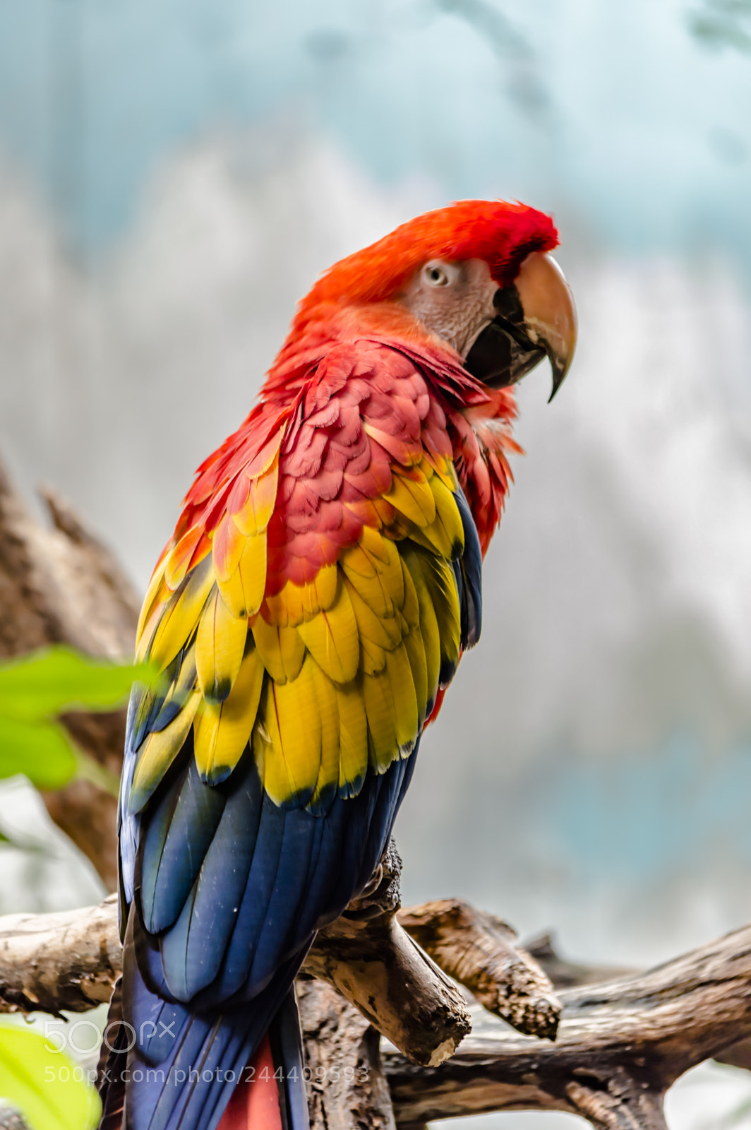 Nikon D3200 sample photo. Fotografia de animales photography