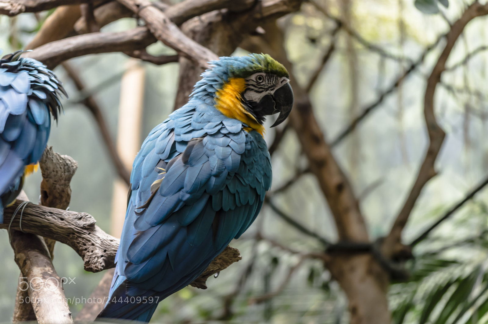 Nikon D3200 sample photo. Fotografia de animales photography