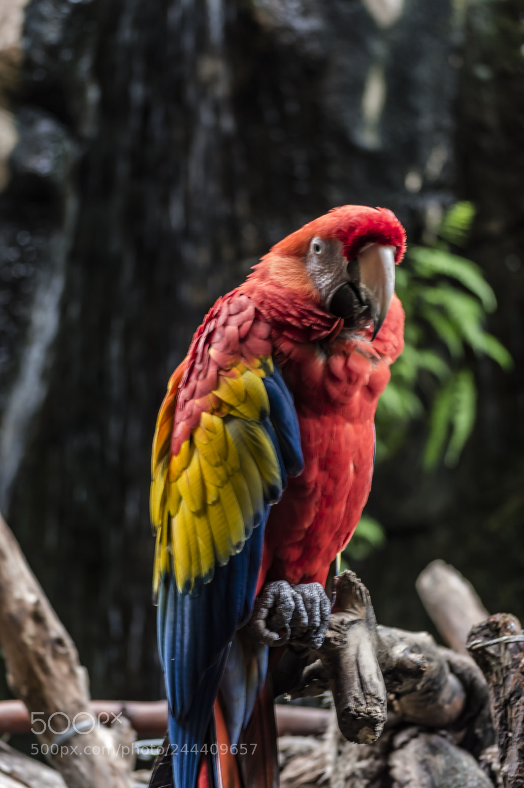Nikon D3200 sample photo. Fotografia de animales photography