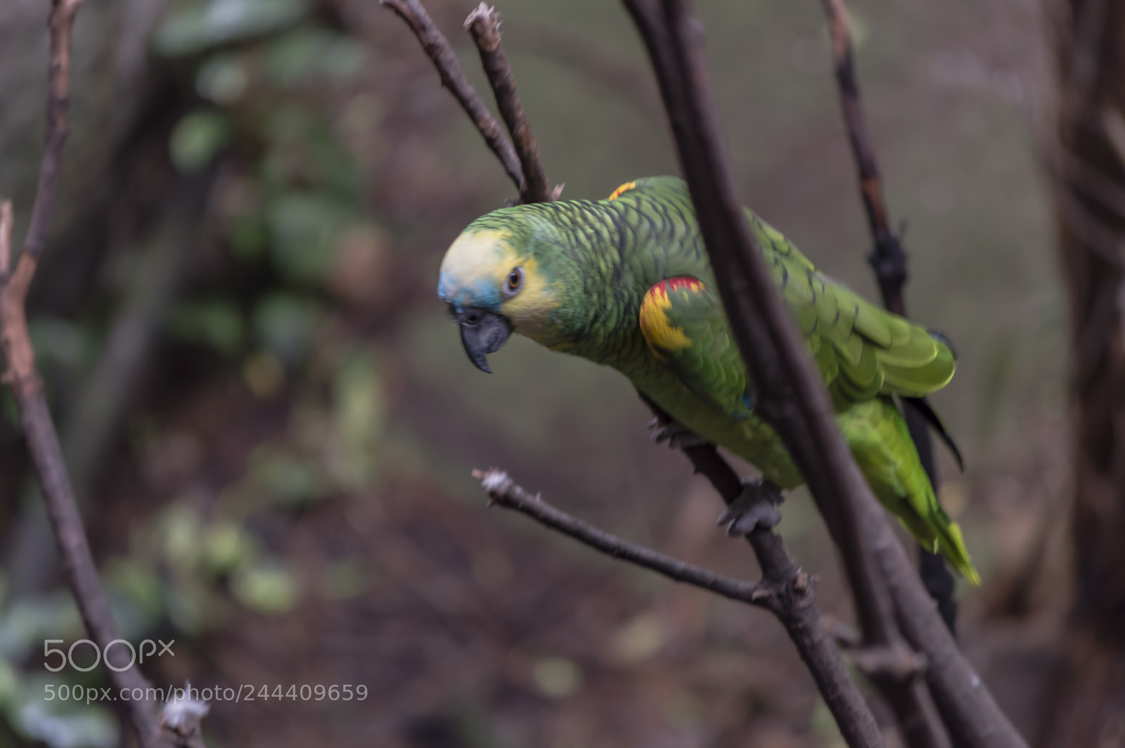 Nikon D3200 sample photo. Fotografia de animales photography