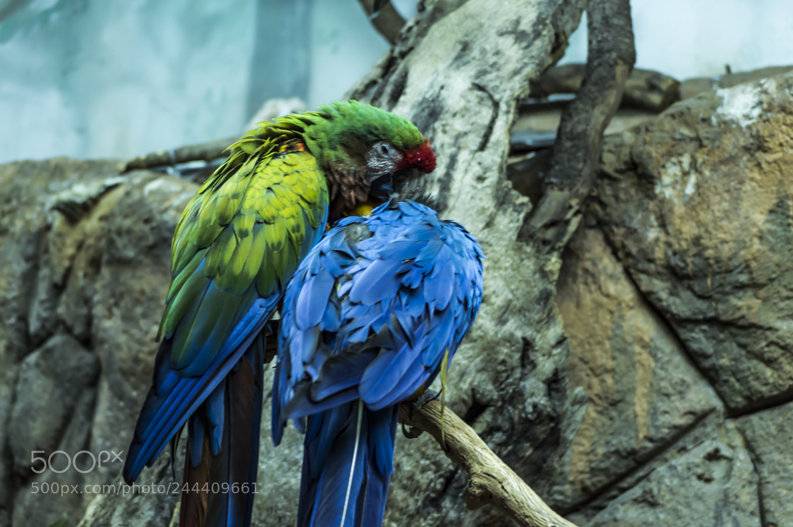 Nikon D3200 sample photo. Fotografia de animales photography