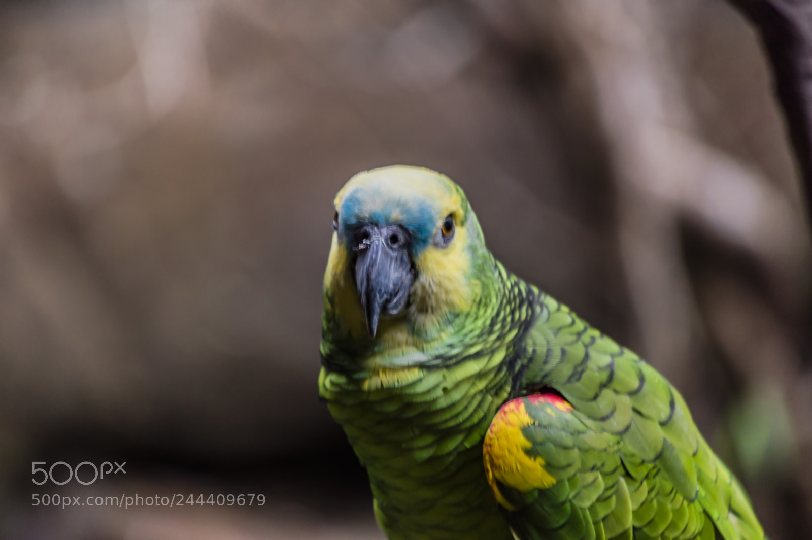 Nikon D3200 sample photo. Fotografia de animales photography