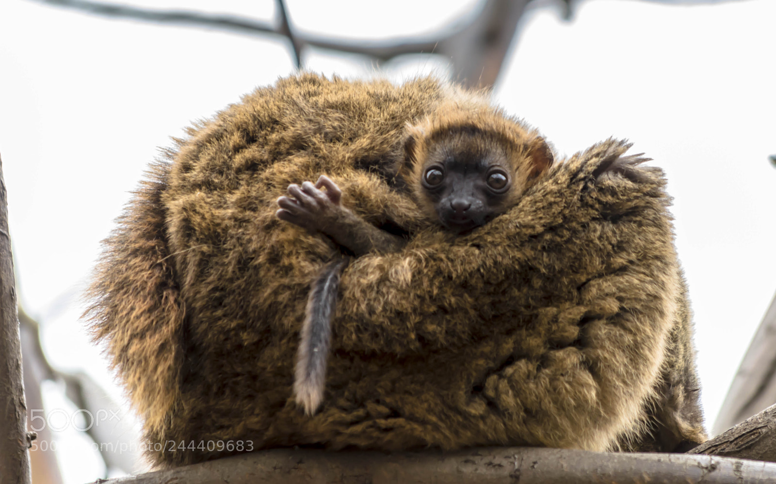 Nikon D3200 sample photo. Fotografia de animales photography