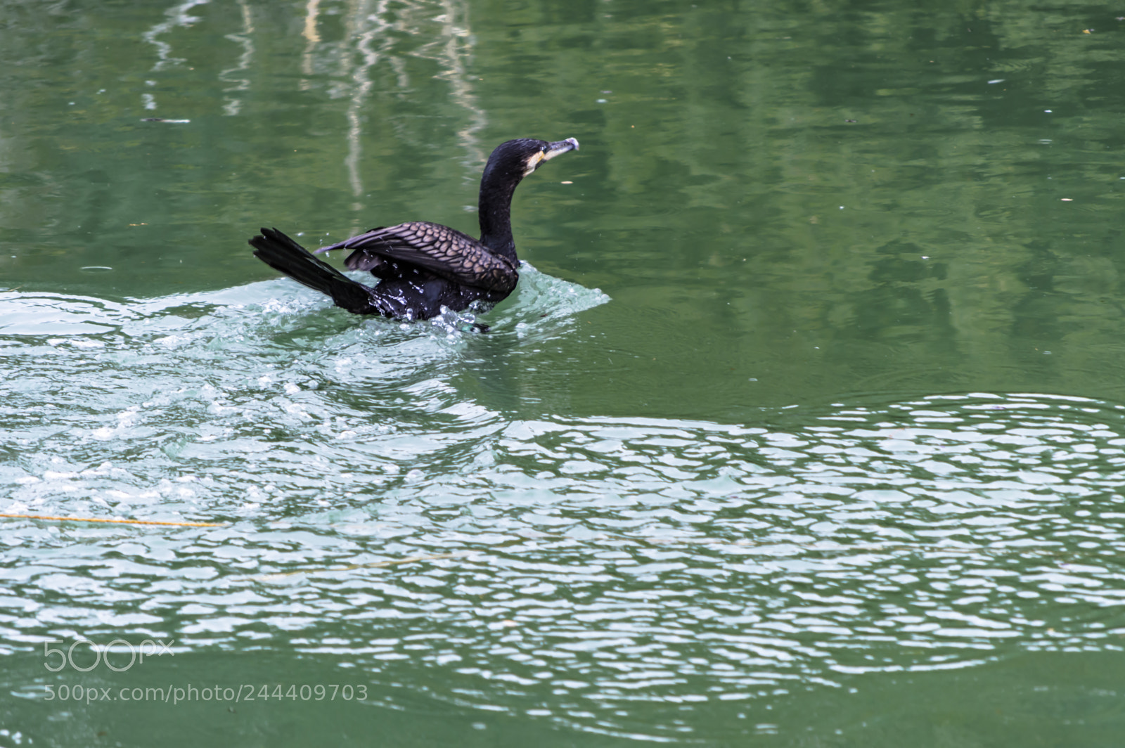 Nikon D3200 sample photo. Fotografia de animales photography