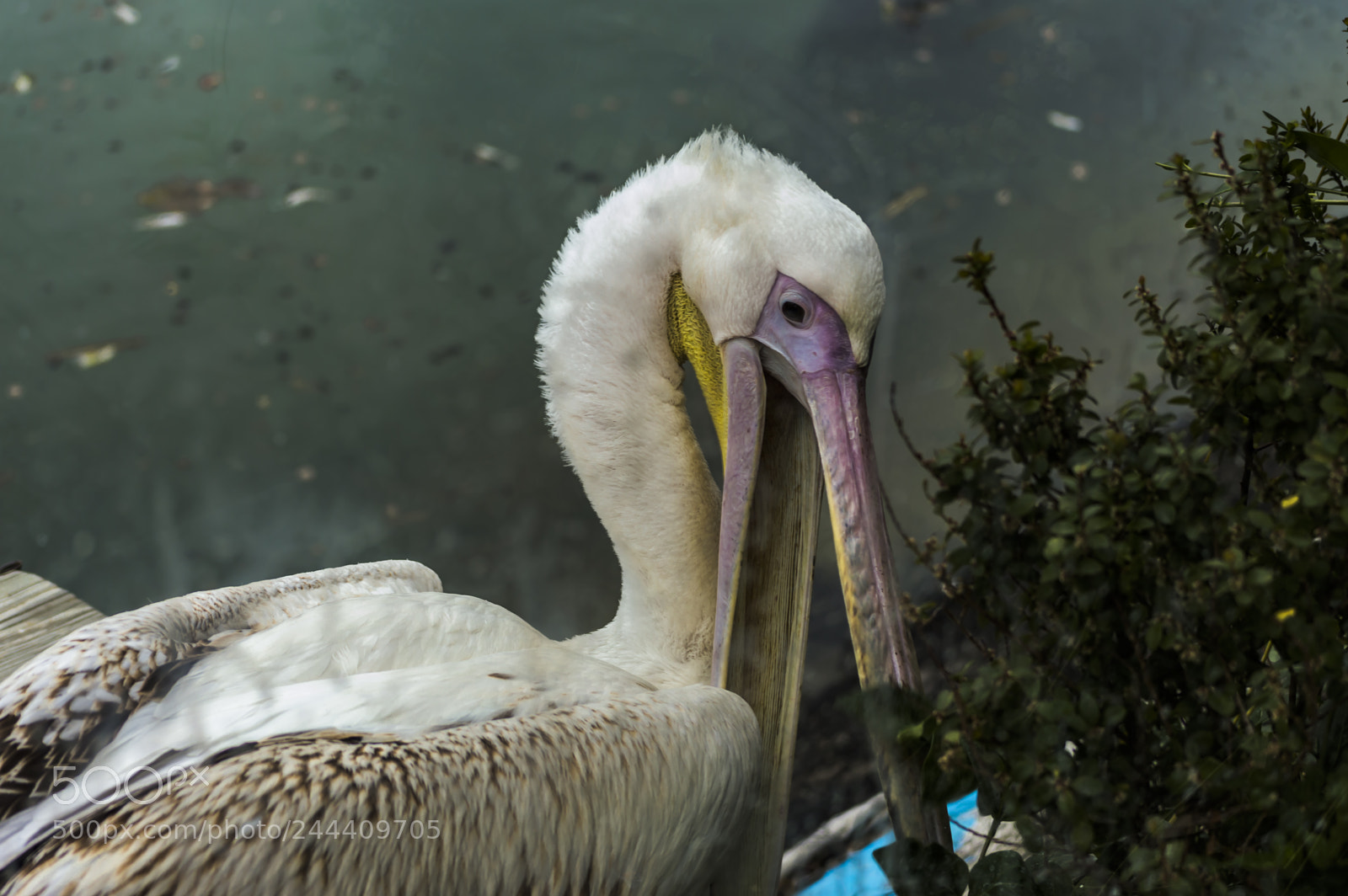 Nikon D3200 sample photo. Fotografia de animales photography