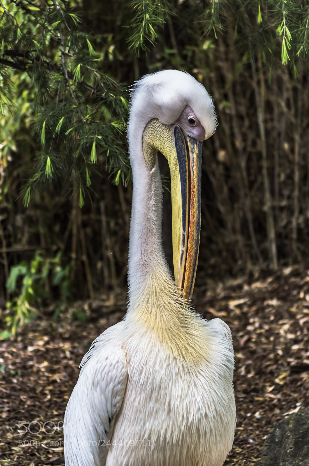 Nikon D3200 sample photo. Fotografia de animales photography