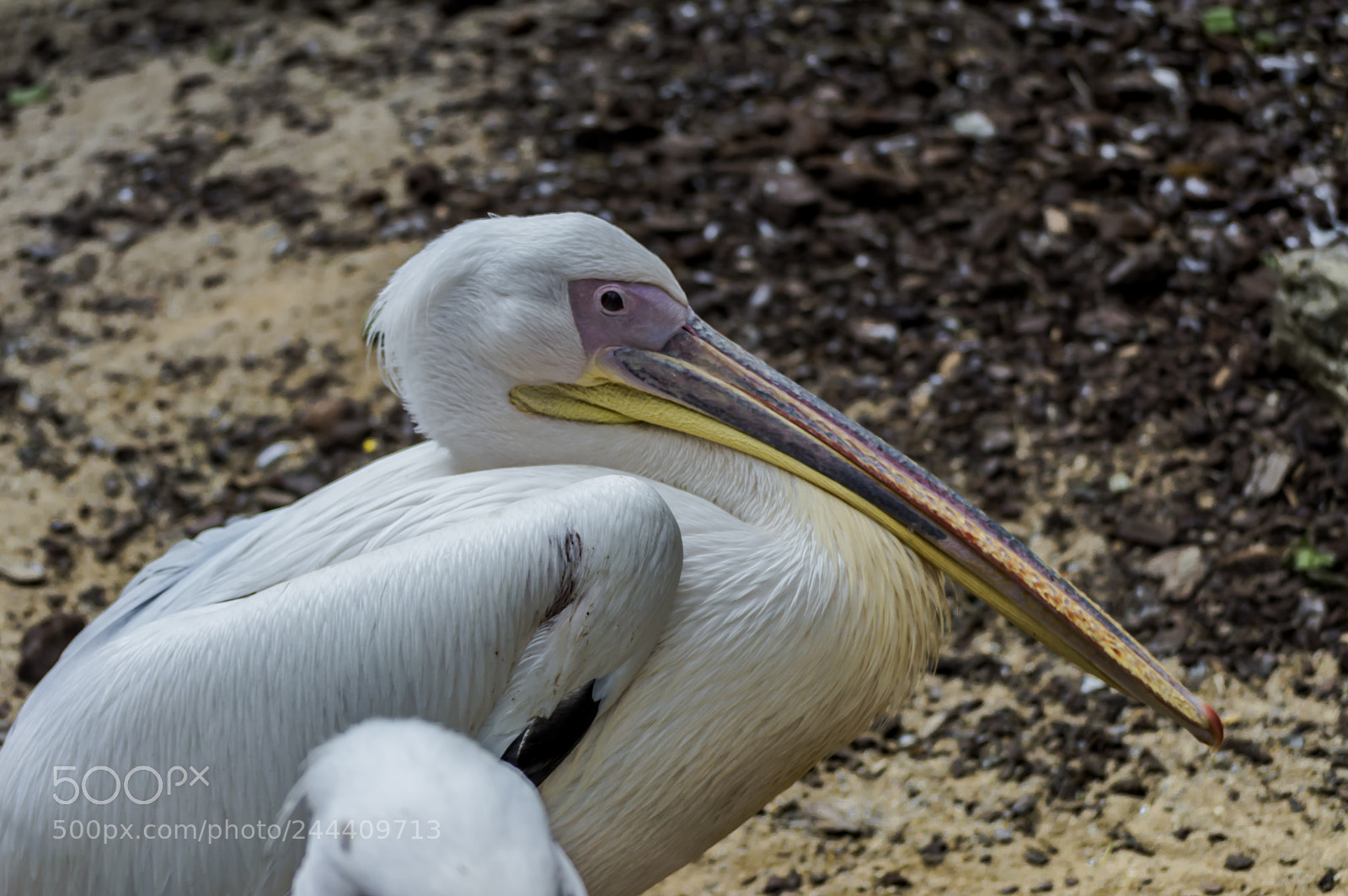 Nikon D3200 sample photo. Fotografia de animales photography