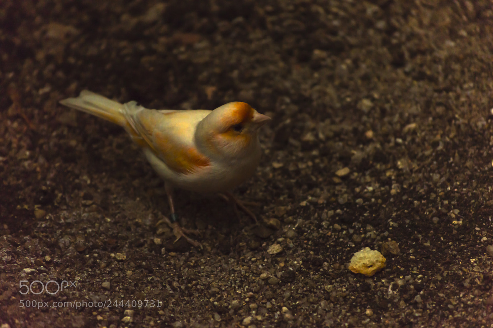 Nikon D3200 sample photo. Fotografia de animales photography