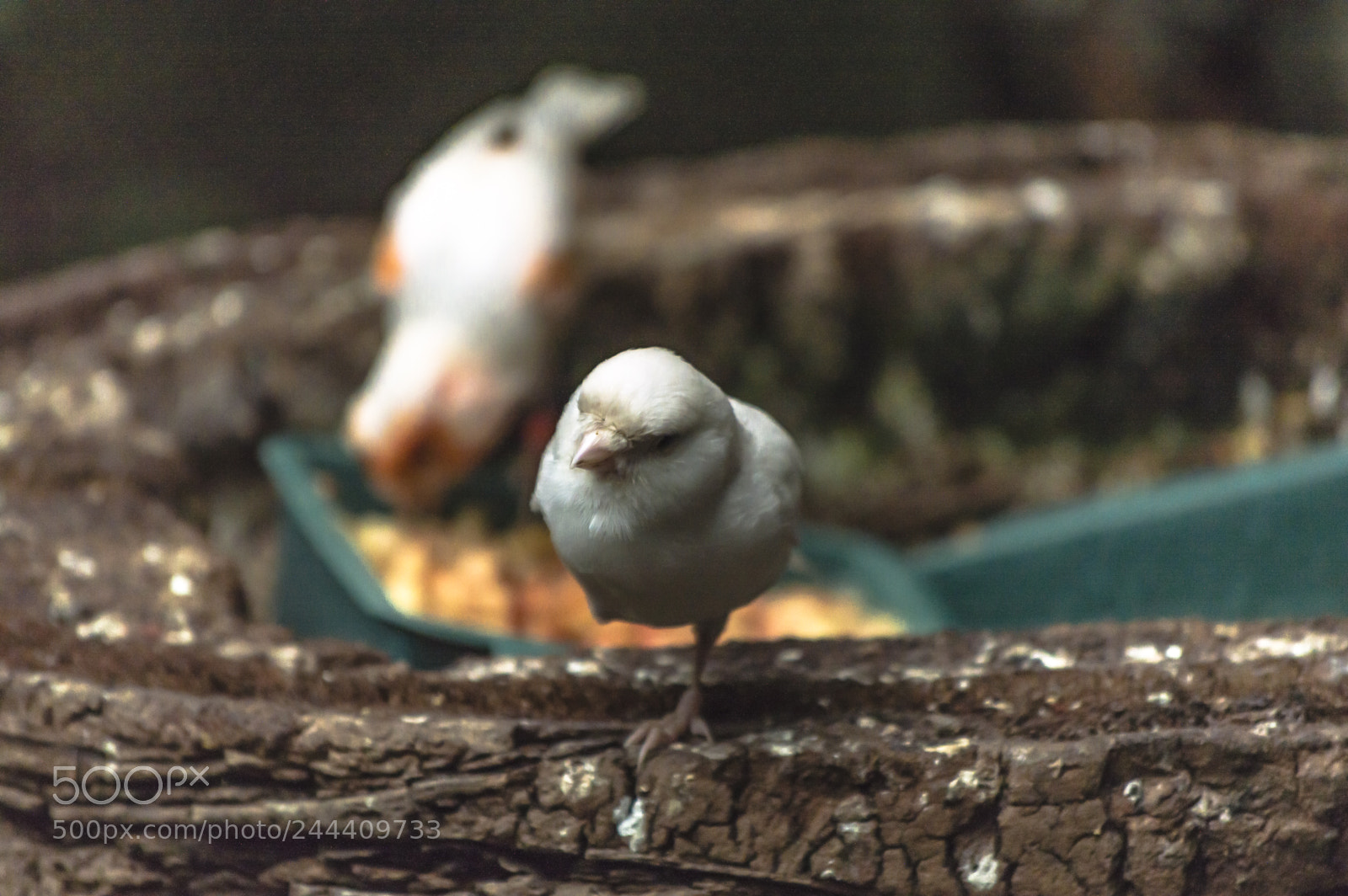 Nikon D3200 sample photo. Fotografia de animales photography