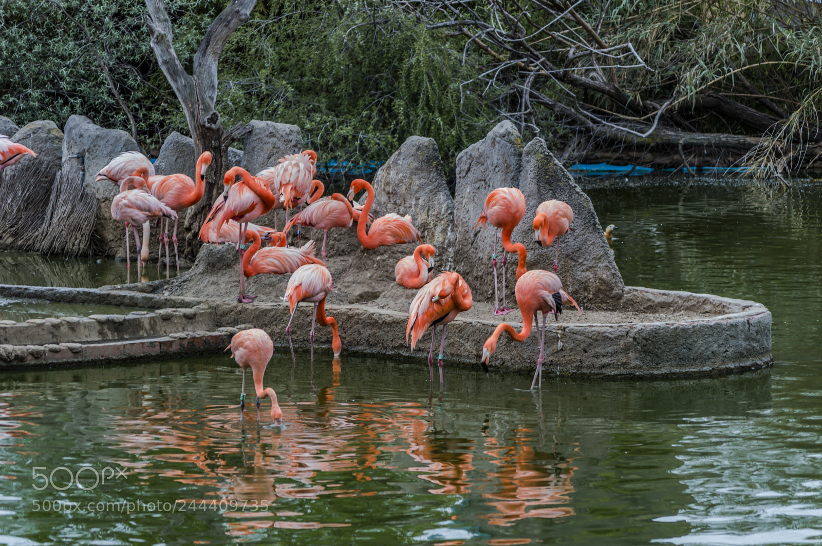 Nikon D3200 sample photo. Fotografia de animales photography