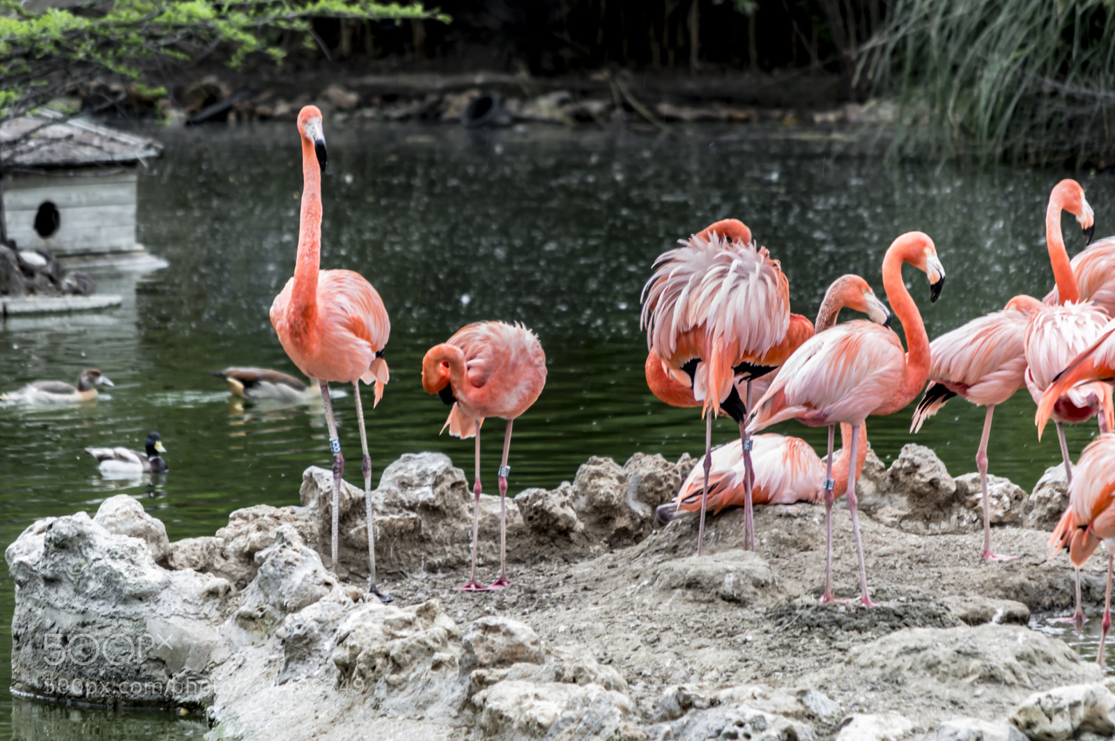 Nikon D3200 sample photo. Fotografia de animales photography