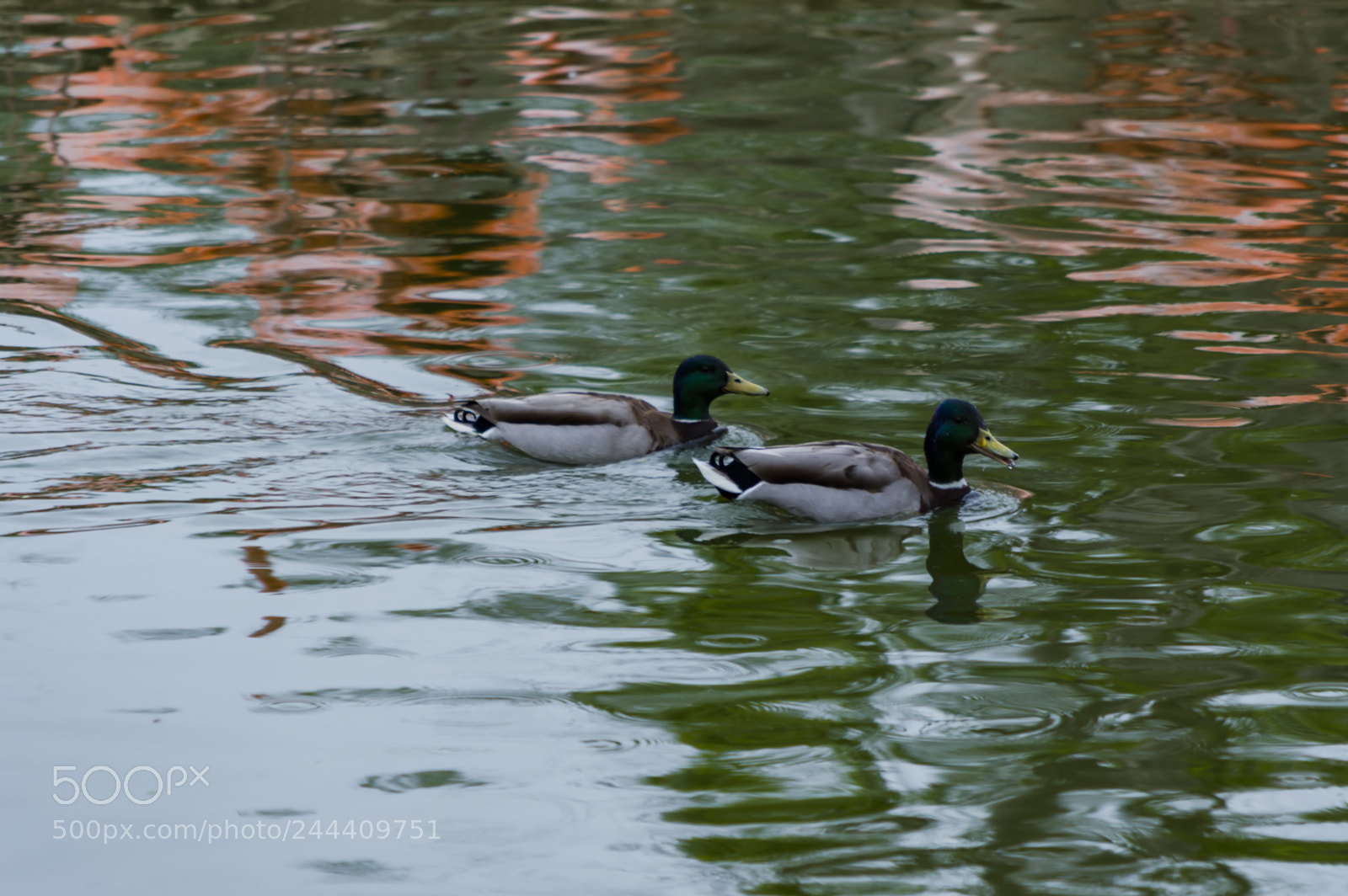 Nikon D3200 sample photo. Fotografia de animales photography