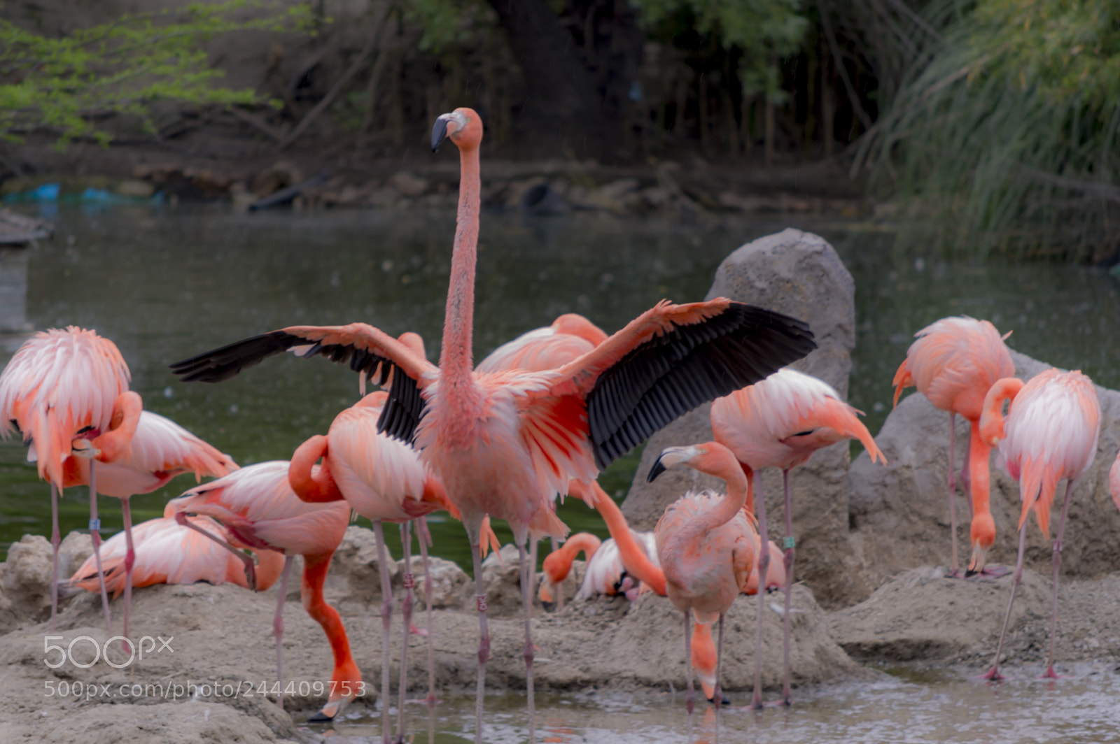 Nikon D3200 sample photo. Fotografia de animales photography