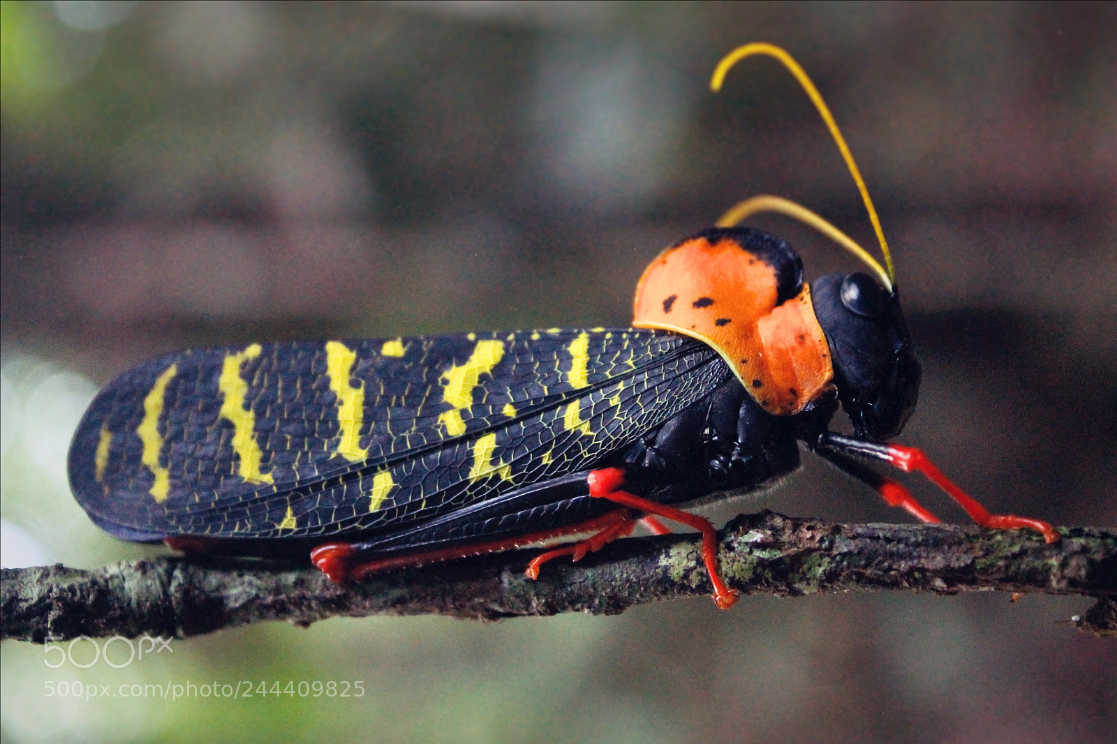 Canon EOS 1100D (EOS Rebel T3 / EOS Kiss X50) sample photo. Rainforest grasshopper photography