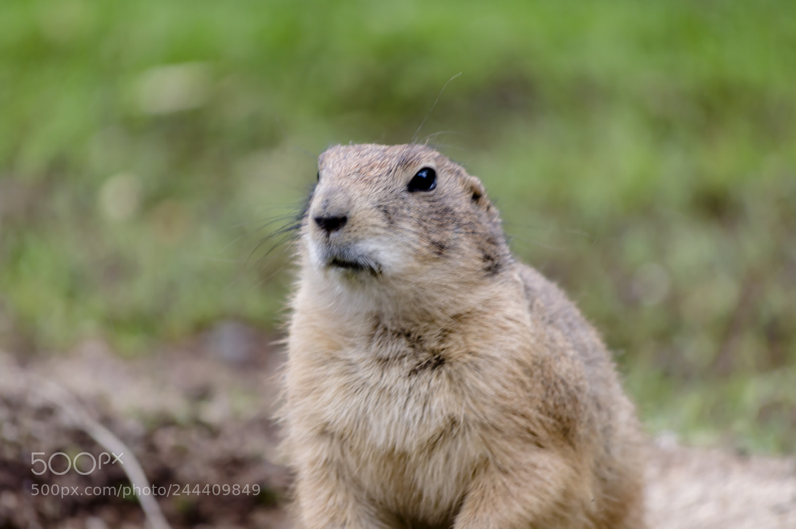 Nikon D3200 sample photo. Fotografia de animales photography