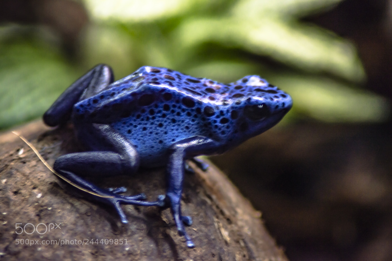 Nikon D3200 sample photo. Fotografia de animales photography