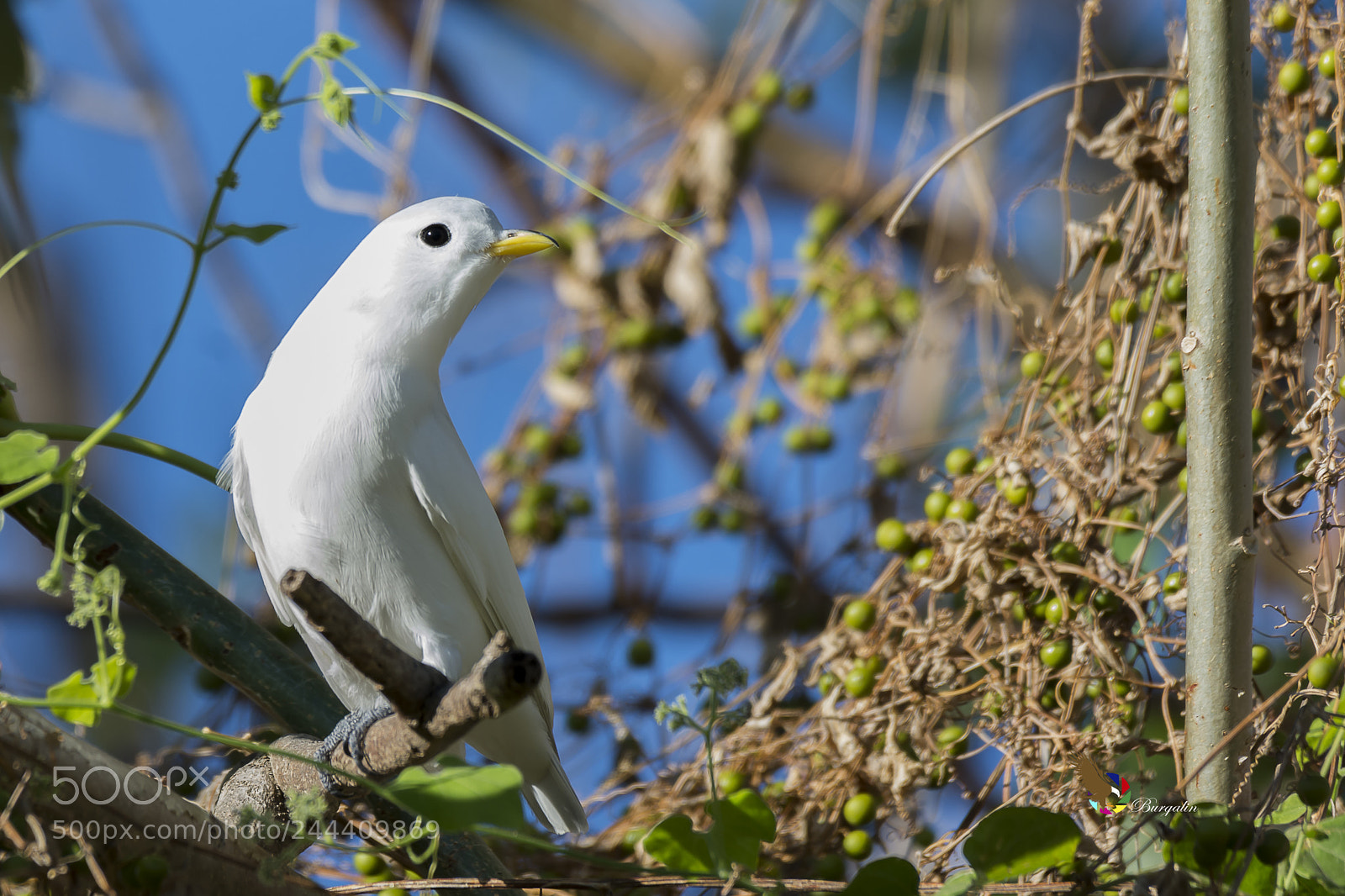 Nikon D7100 sample photo. Yellow-billed cotinga photography
