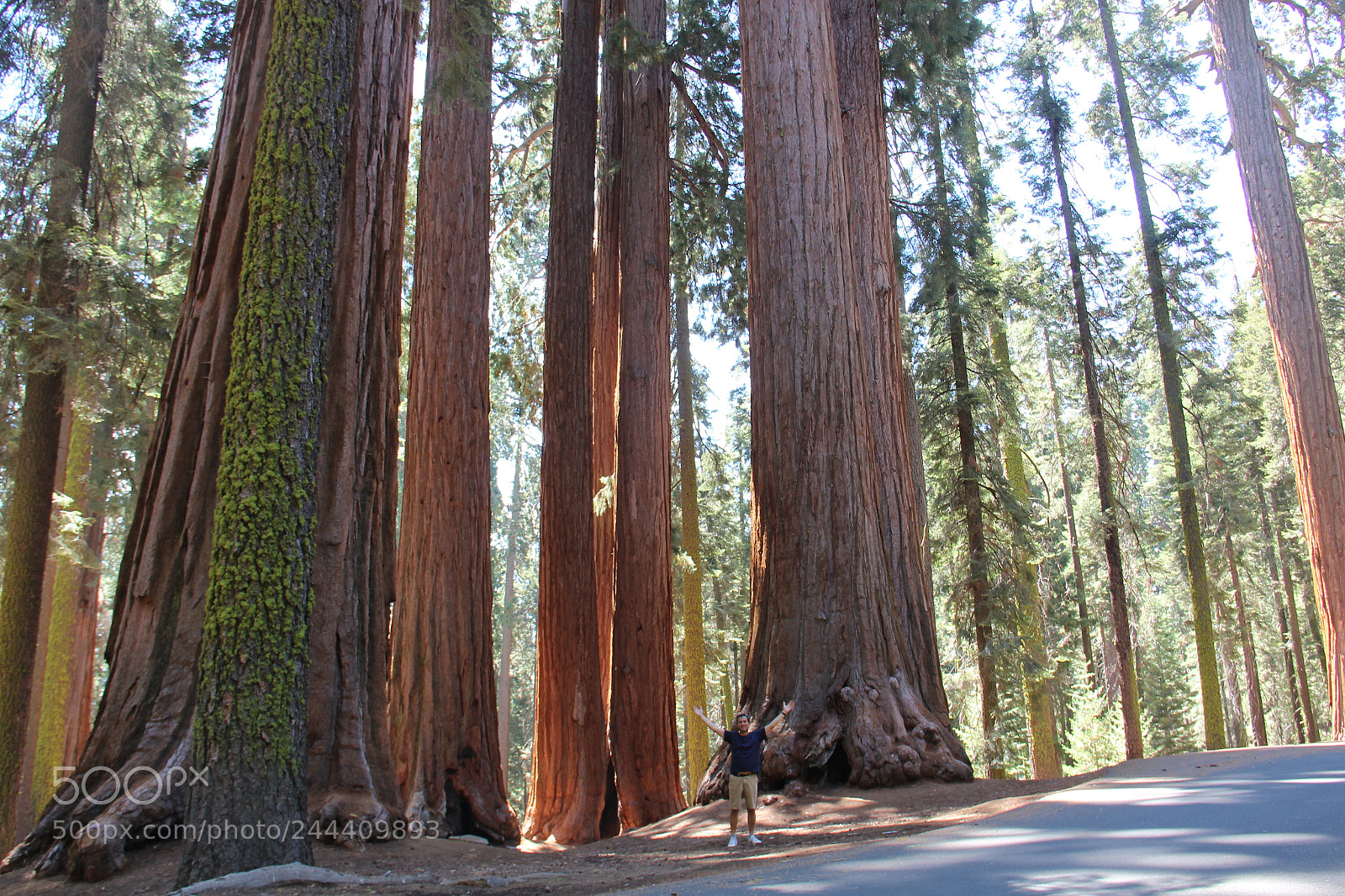 Canon EF-S 18-135mm F3.5-5.6 IS sample photo. Happiness between the giants photography