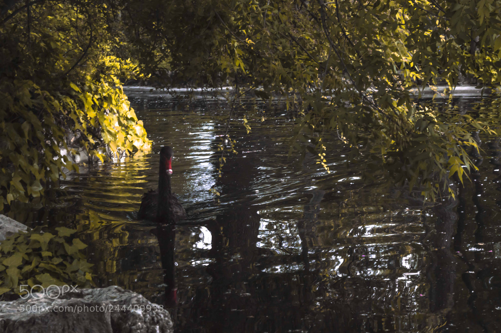Nikon D3200 sample photo. Fotografia de animales photography