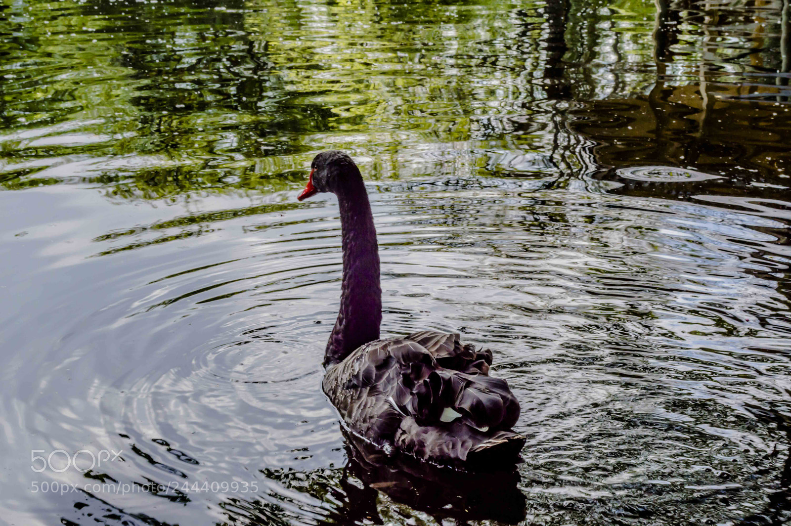 Nikon D3200 sample photo. Fotografia de animales photography