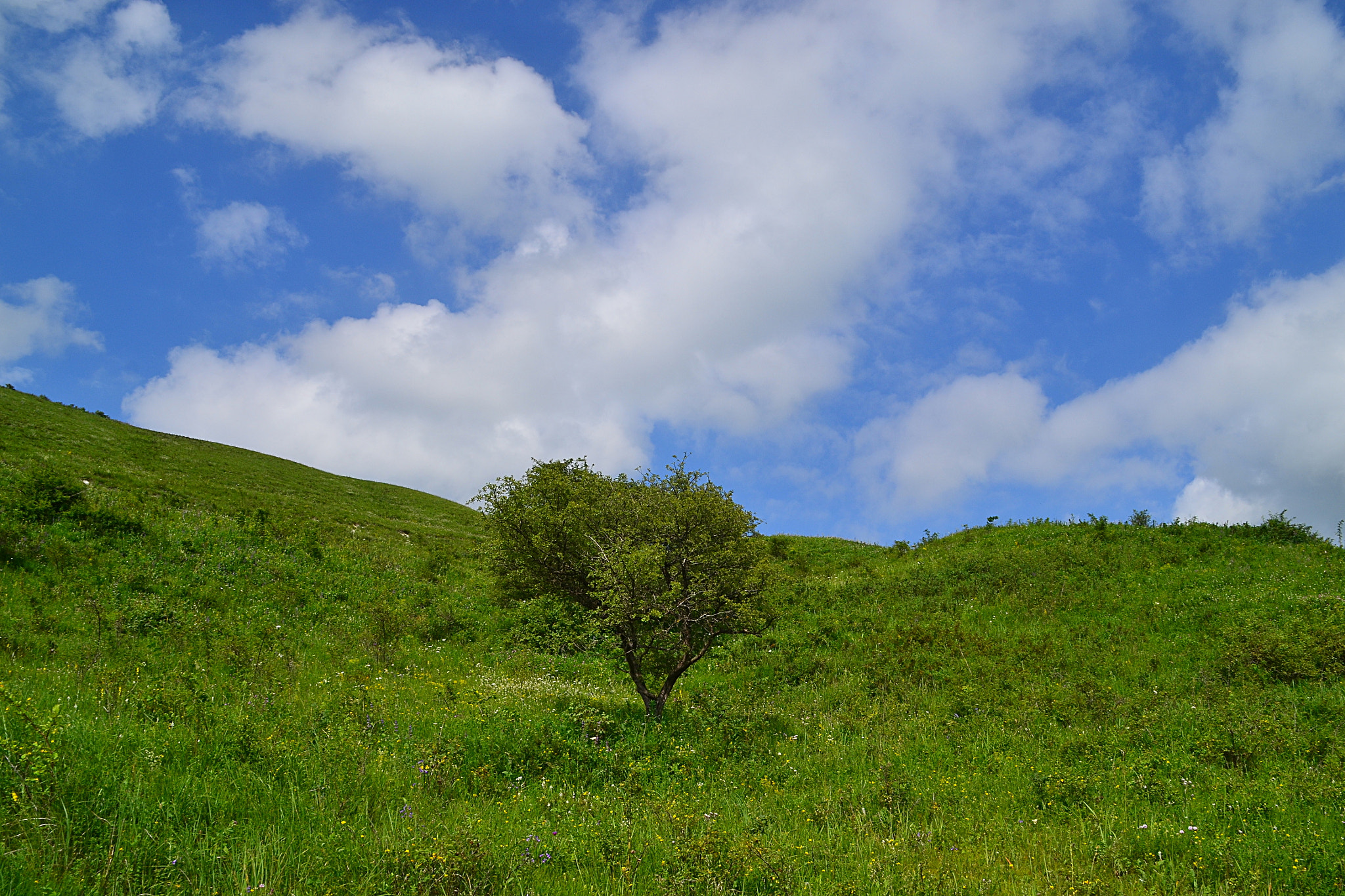 Nikon D3100 sample photo. Giving the shadow photography