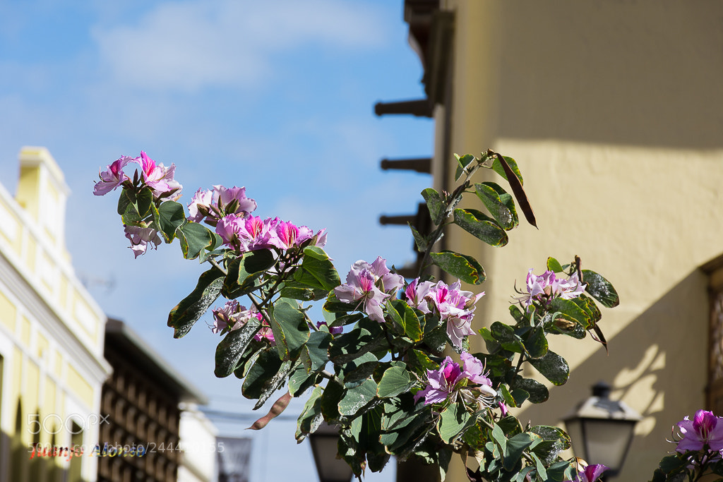 Nikon D7200 sample photo. Vegueta... photography