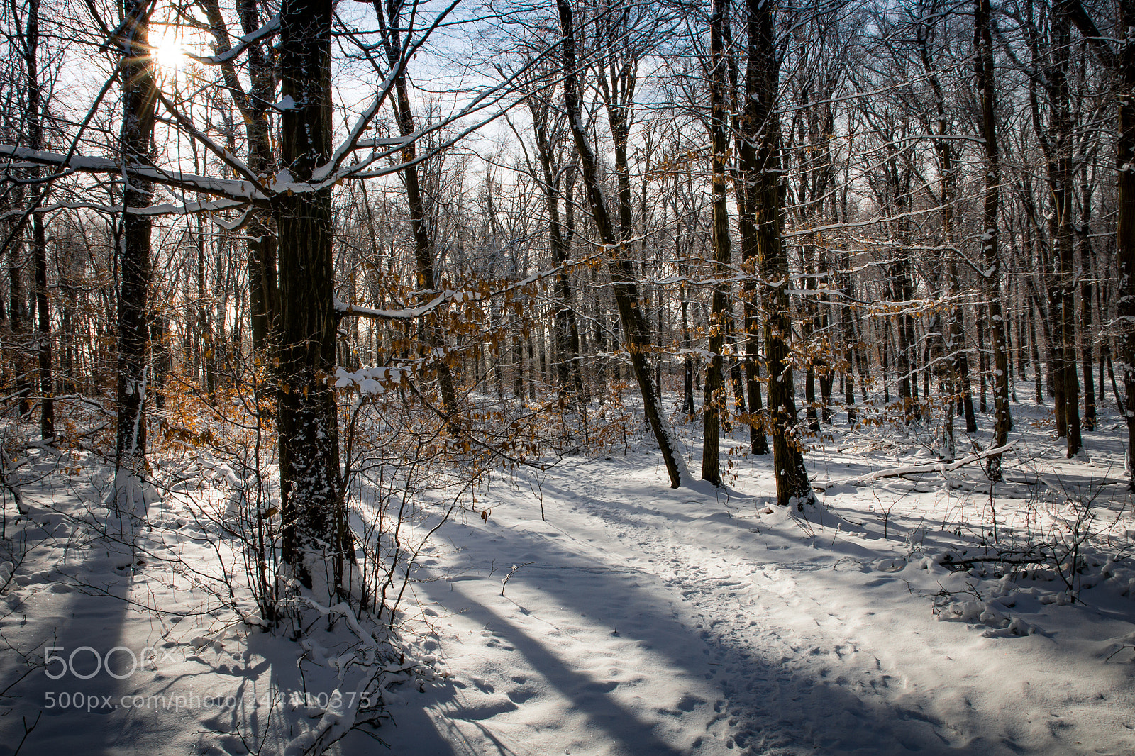 Nikon D7200 sample photo. Snowy, woody, shady .. photography