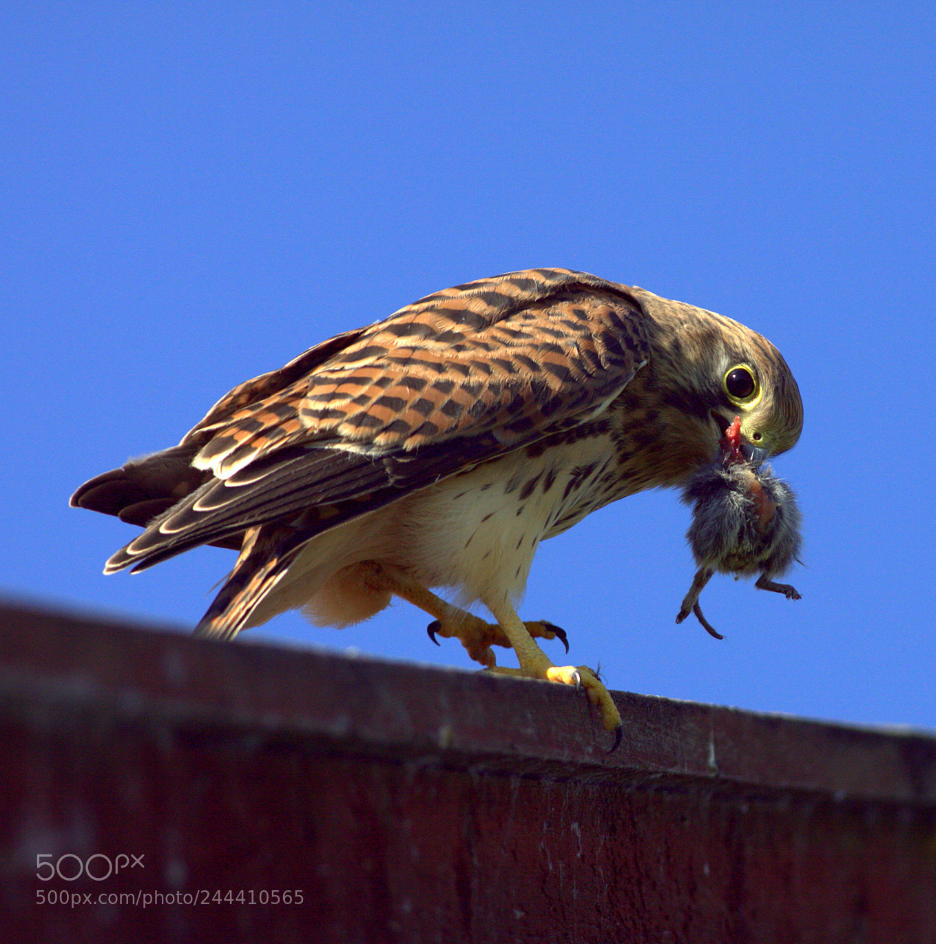 Canon EOS 50D sample photo. A wild kestrel with photography