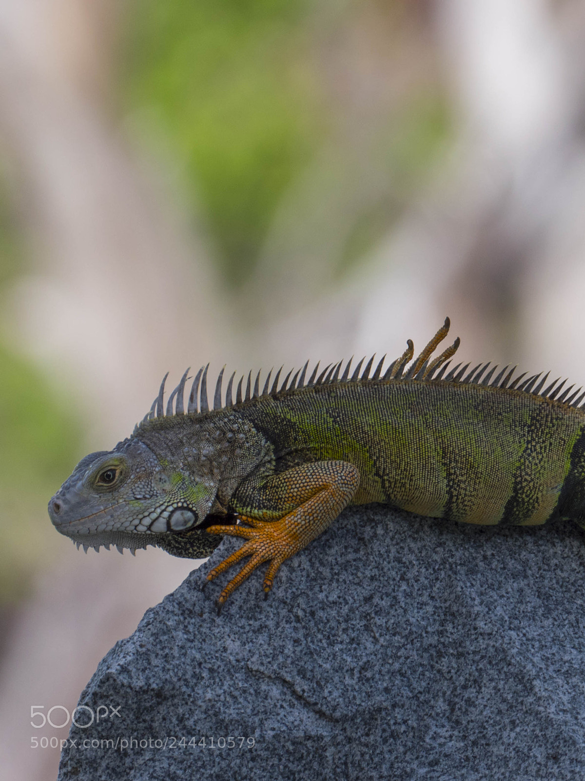 Panasonic Lumix DMC-GX8 sample photo. Monster of anse marcel photography
