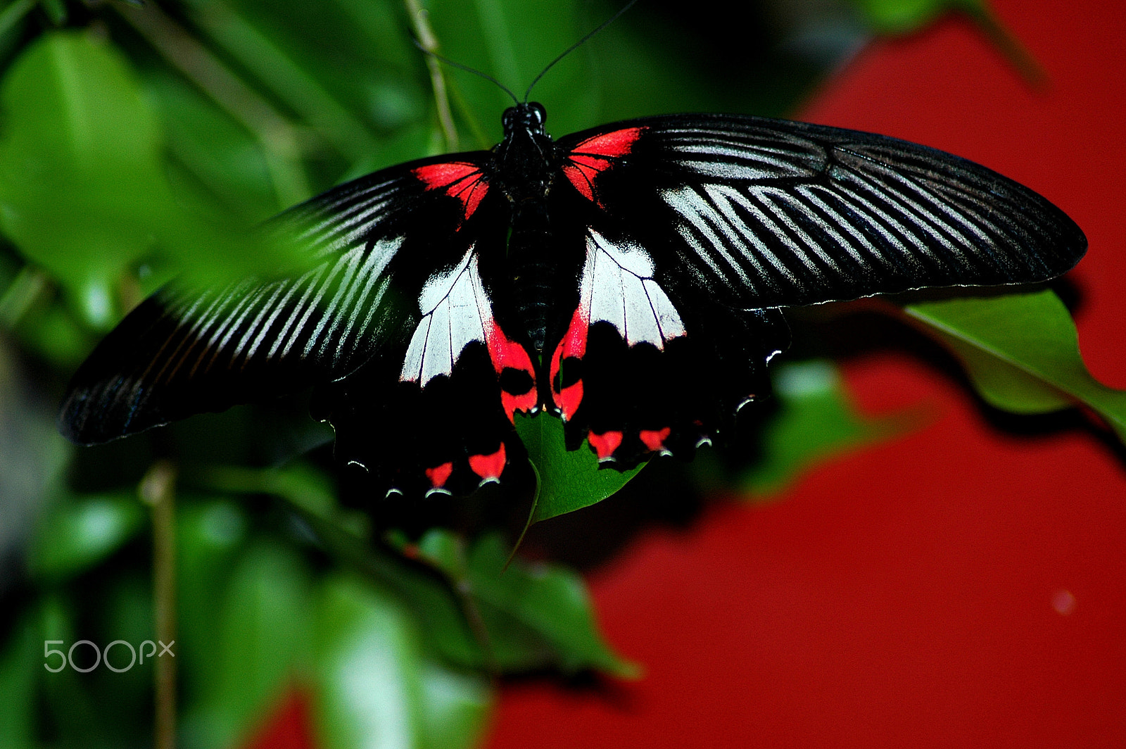 Nikon D70 sample photo. Papillon somptueux... photography