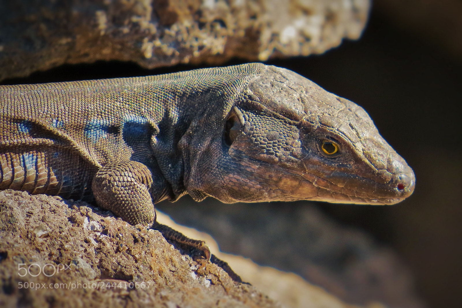 Canon PowerShot SX50 HS sample photo. Lizard () photography