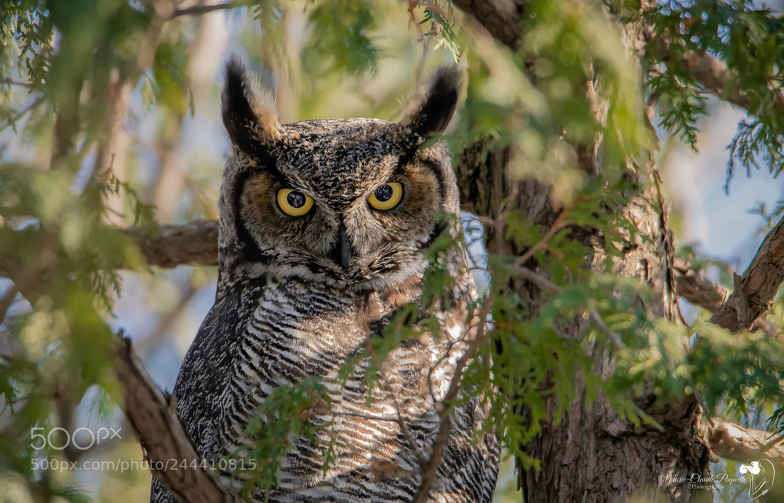 Nikon D500 sample photo. Grand-duc photography