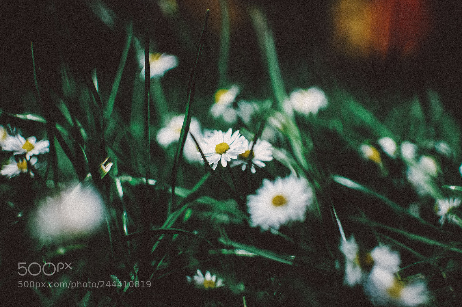 Nikon D300 sample photo. Untitled photography