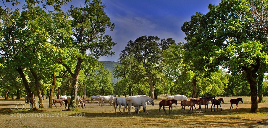 Sony Alpha DSLR-A200 sample photo. Lipica photography