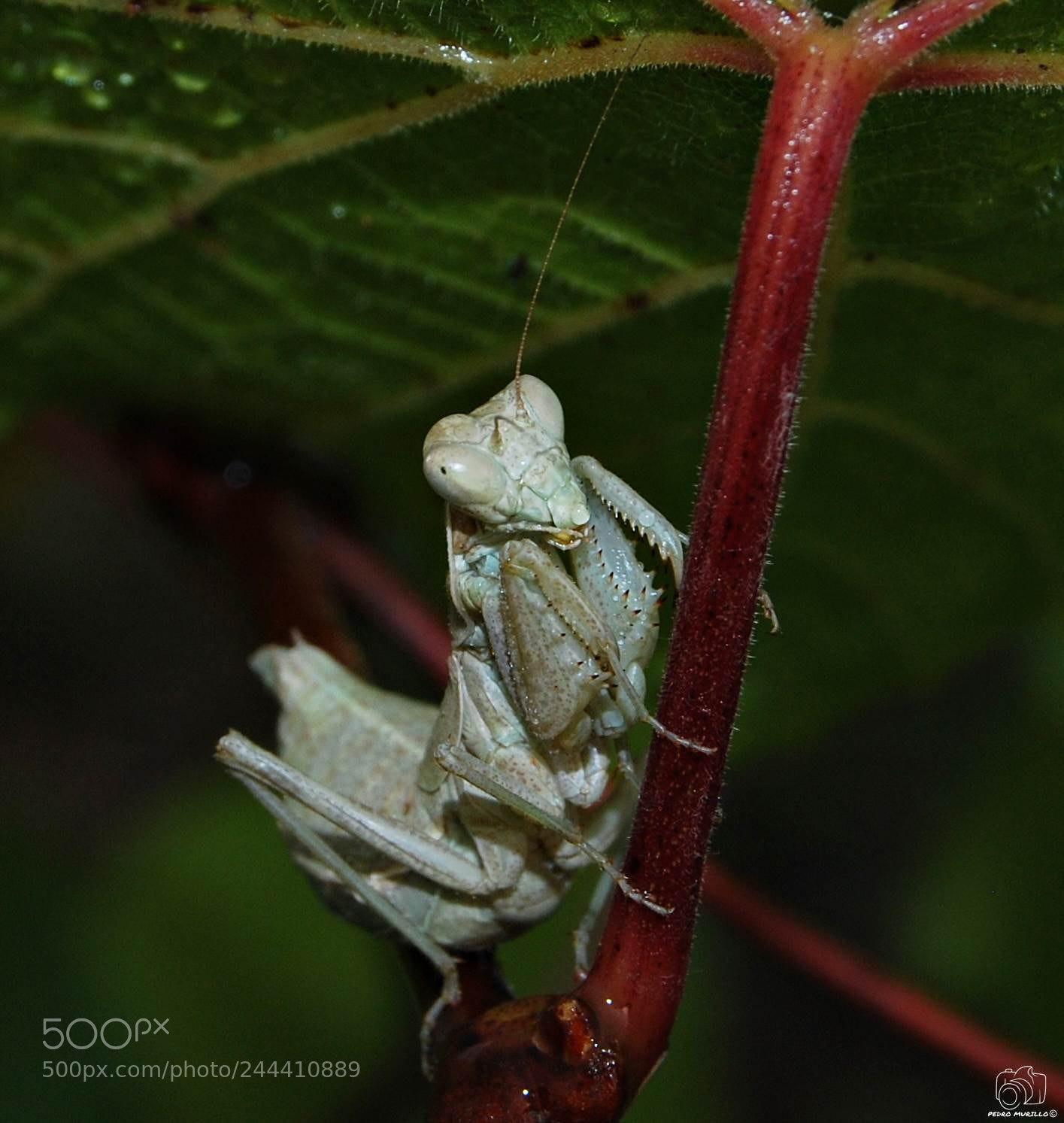 Nikon D60 sample photo. Mantis religiosa photography