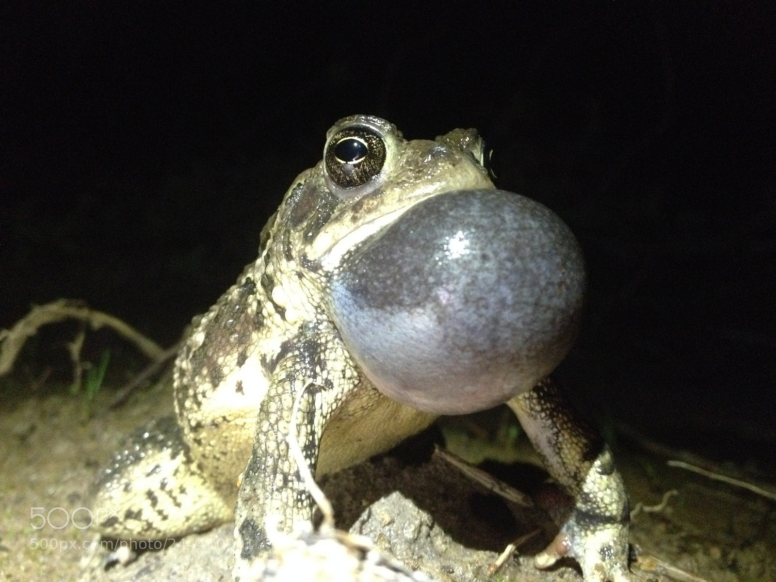 Apple iPhone 4S sample photo. Call of the toad photography