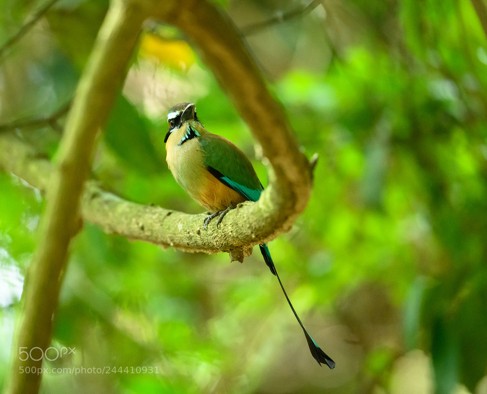 Nikon D850 sample photo. Turquoise browed motmot photography
