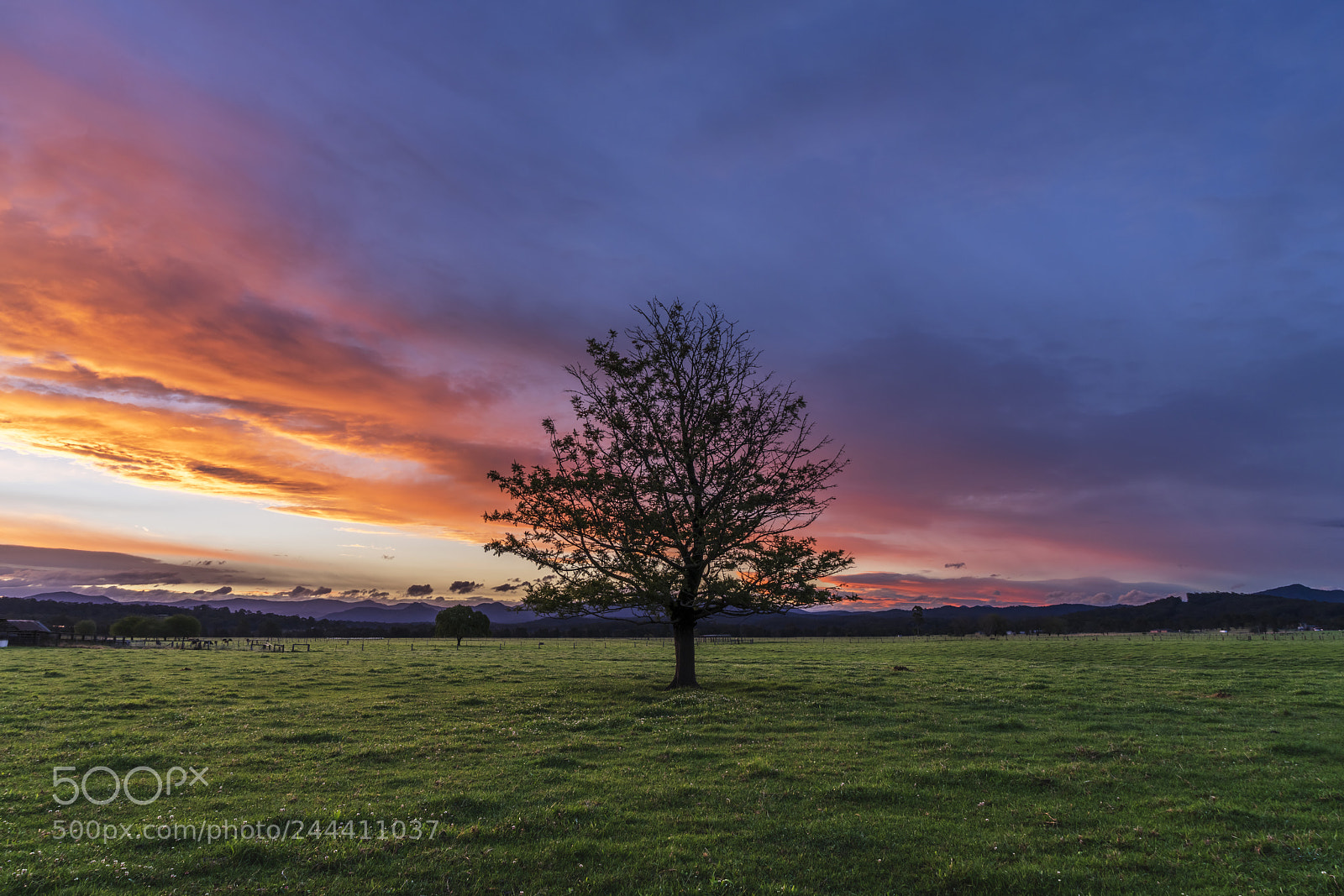 Sony a7R II sample photo. Moruya field tree sunset photography