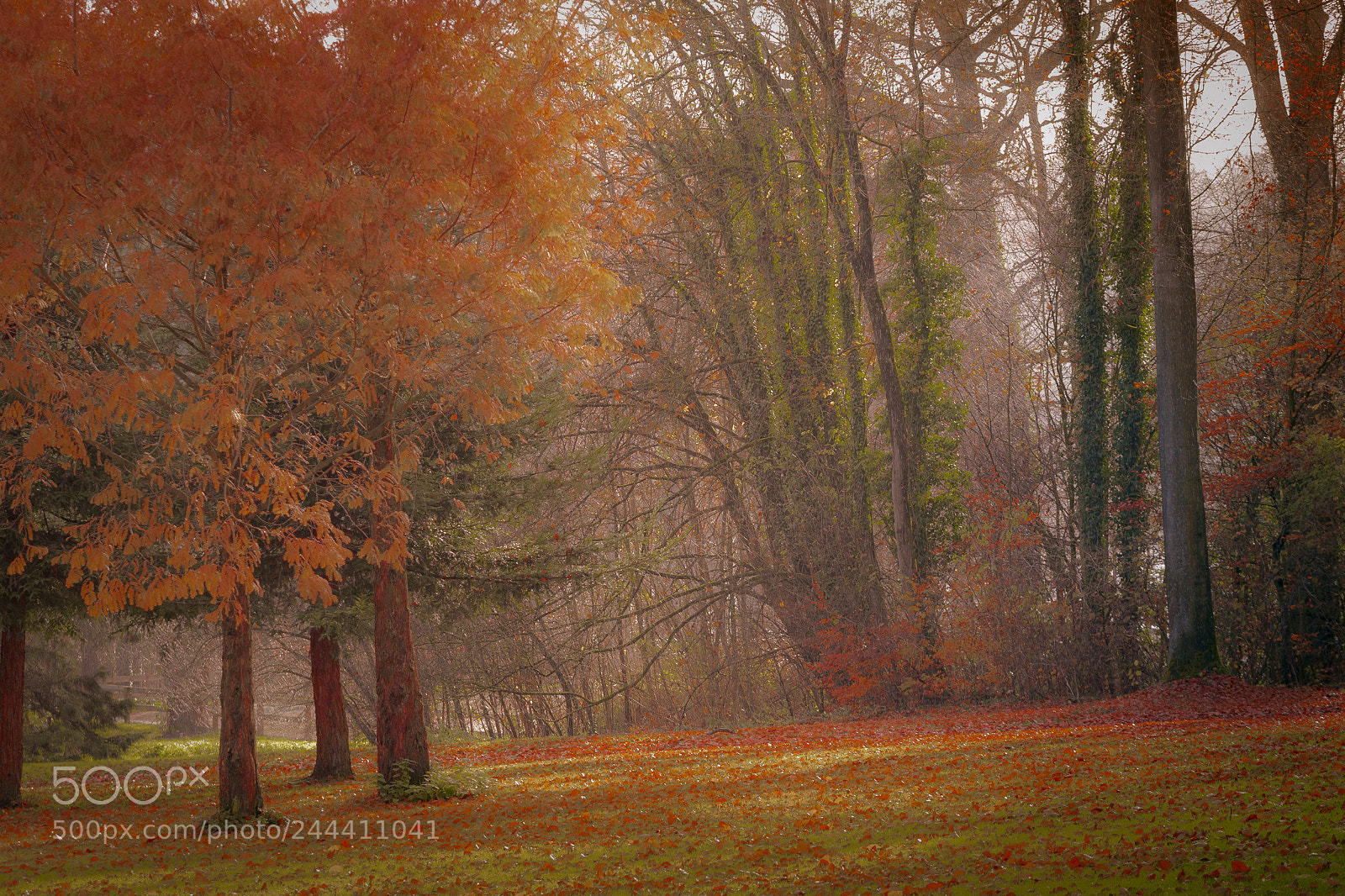 Olympus OM-D E-M10 II sample photo. Parc en automne photography