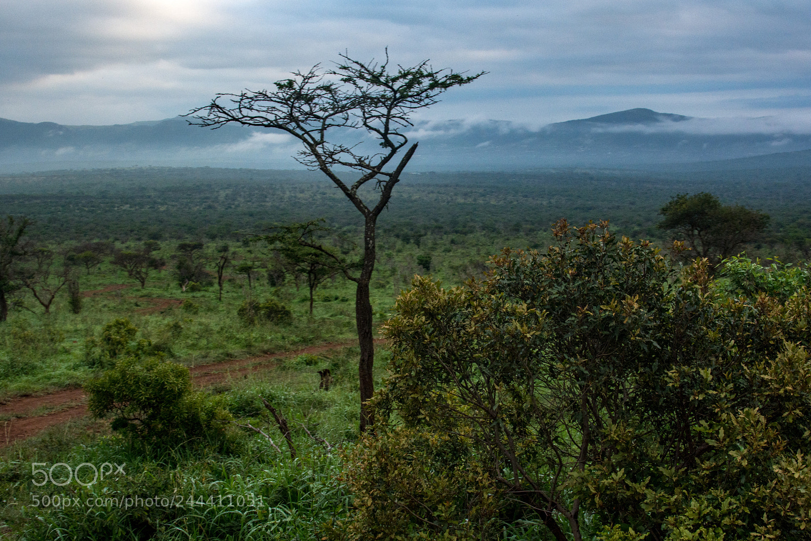 Nikon D7100 sample photo. Dawn at thanda game photography