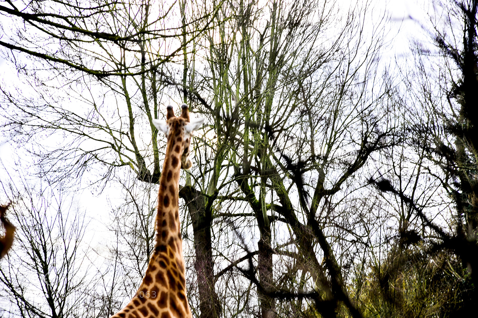 Nikon D700 sample photo. Angry giraffe photography
