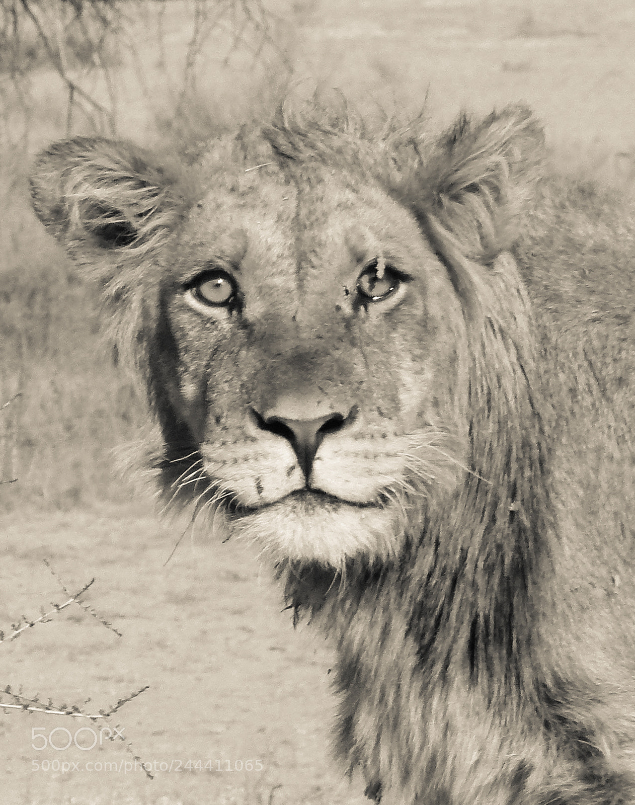 Panasonic Lumix DMC-FZ100 sample photo. Lion portrait photography