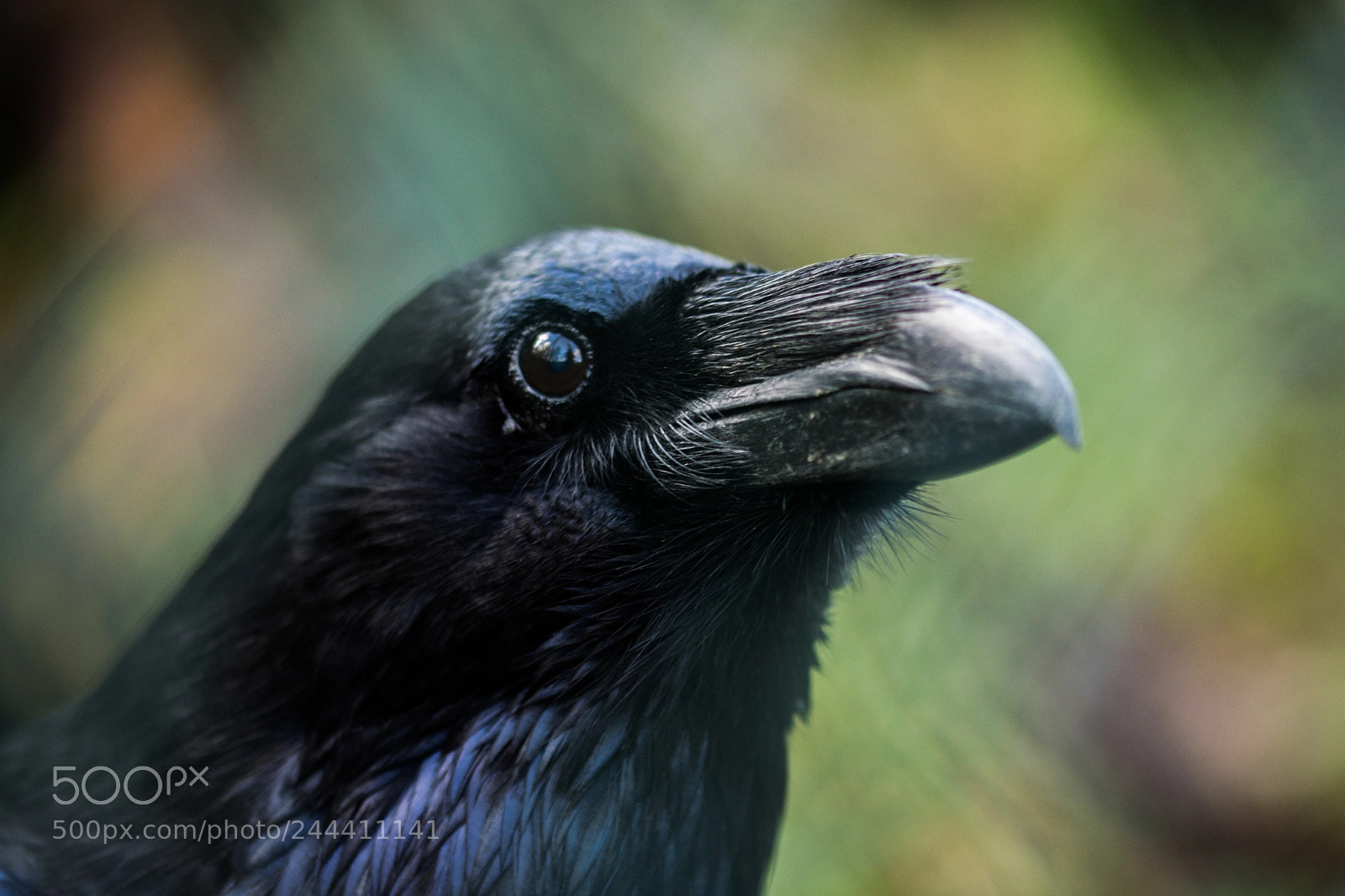 Nikon D7200 sample photo. Corvus corax photography