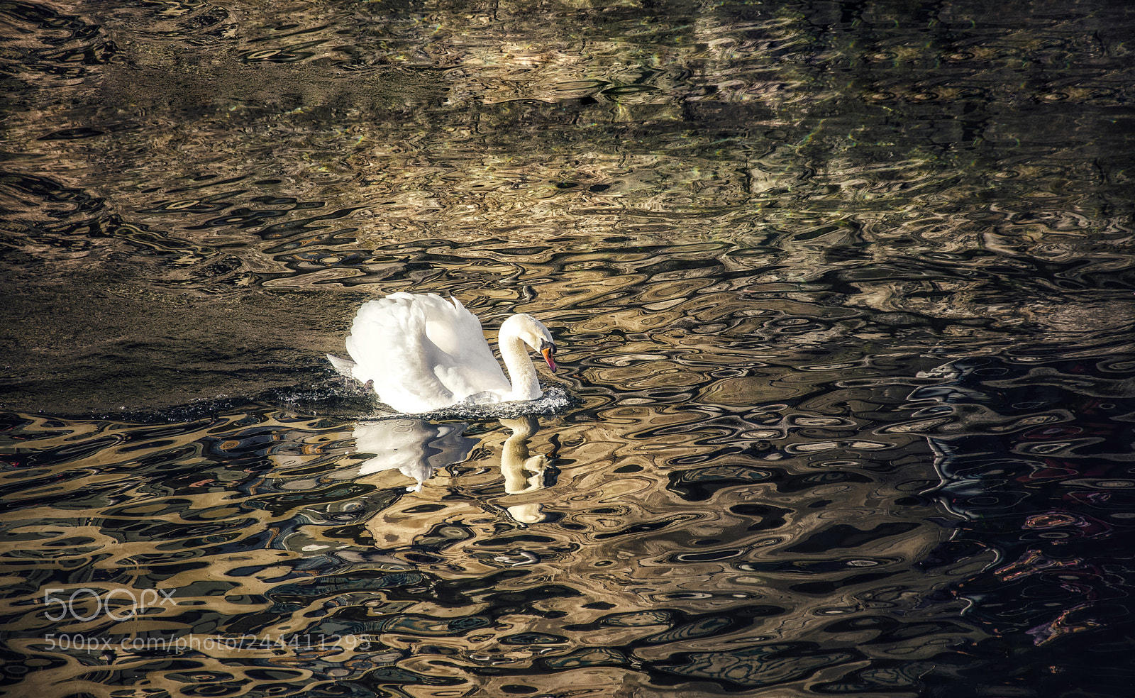 Nikon D7100 sample photo. Untitled photography