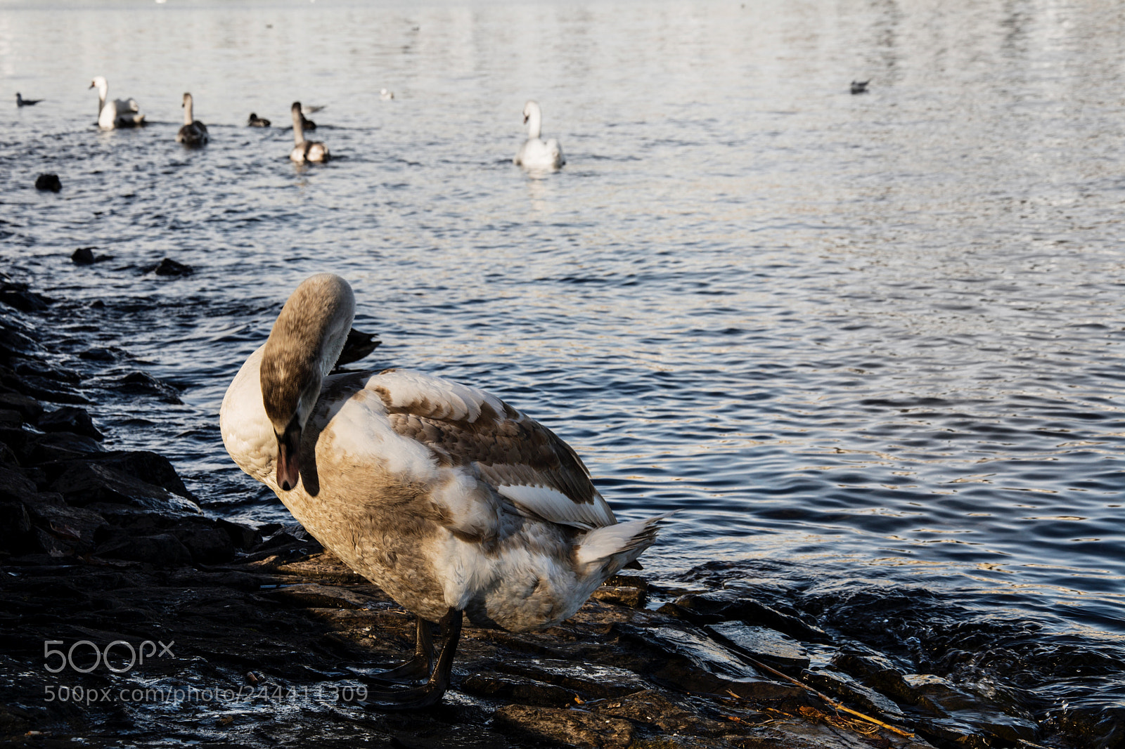 Nikon D7100 sample photo. Untitled photography