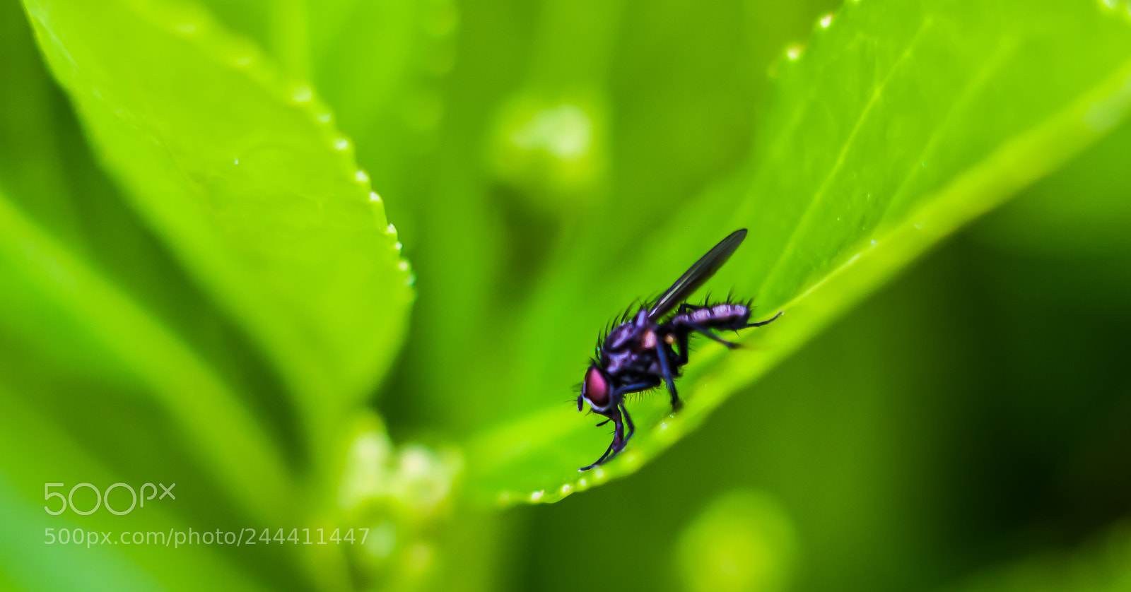 Canon EOS 40D sample photo. Fly on the leaf photography