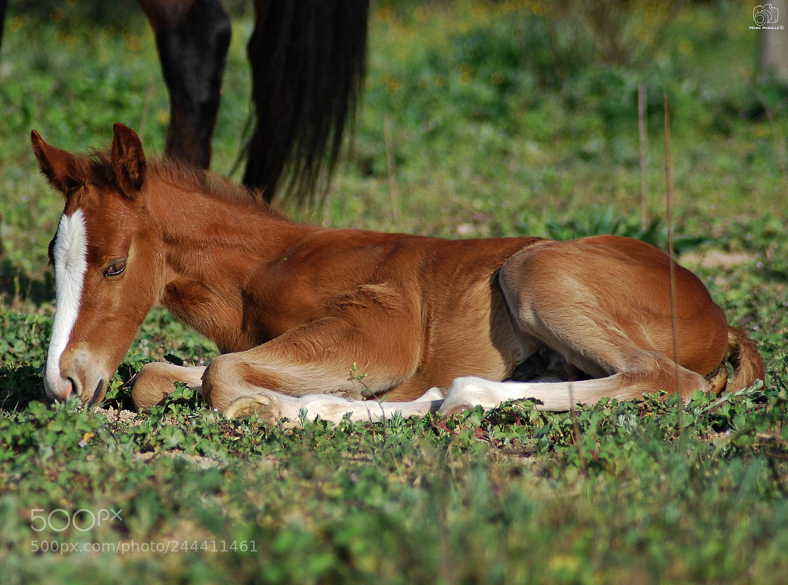 Nikon D60 sample photo. Descansando photography