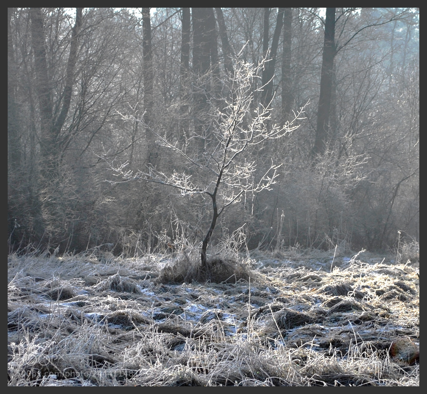 Nikon D3000 sample photo. Frosty morning photography